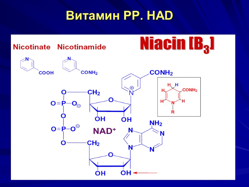 Витамин РР. НАD Витамин РР. НАD